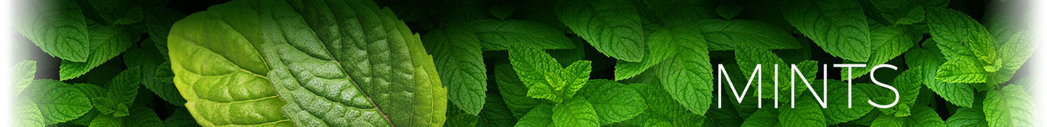 Mints